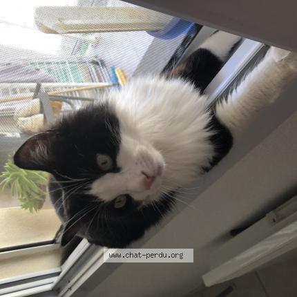 Foto 1/1 Gnocchi Chat perdido en Nimes