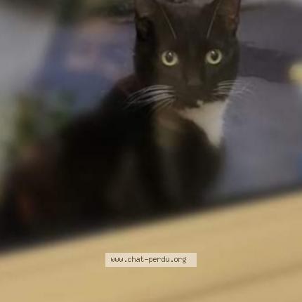 Foto 1/3 Gato encontrado Perdido en Saran