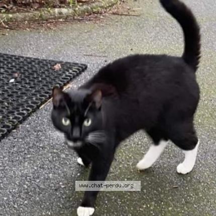 Foto 2/3 Gato encontrado Perdido en Saran