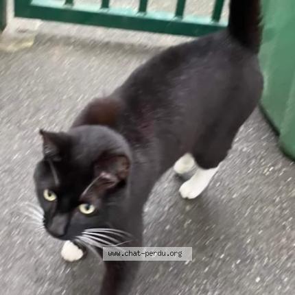 Foto 3/3 Gato encontrado Perdido en Saran