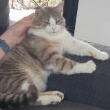 Foto del gato perdido en Lorlanges