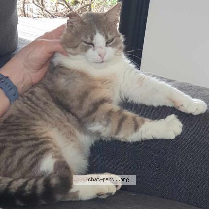 Foto 1/1 Tom Chat perdido en Lorlanges