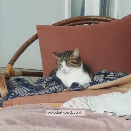 Foto 1/2 Rebelle Chat perdido en Rouille