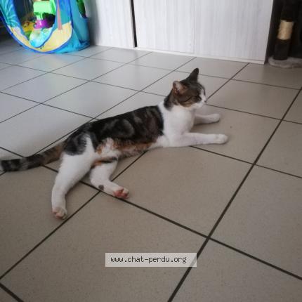 Foto 2/2 Rebelle Chat perdido en Rouille