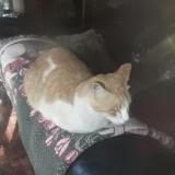 Foto del gato perdido en Johannesburg