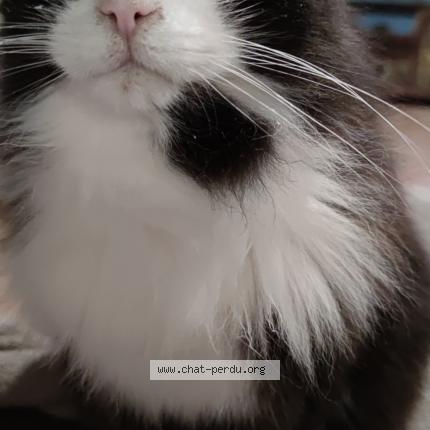 Foto 1/1 Gato encontrado Perdido en Flassans sur issole