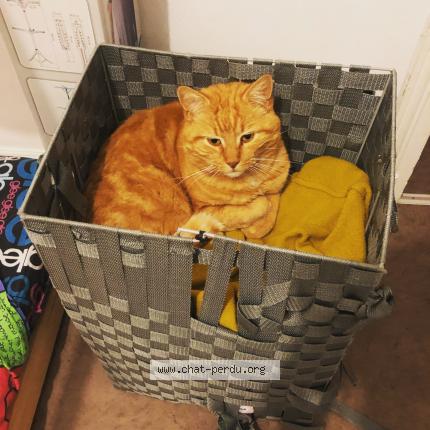 Foto 1/1 Caramel Chat perdido en Bellerive sur allier