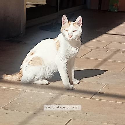 Foto 1/1 Gato encontrado Encontrado en Le thor