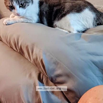 Foto 1/1 Baby Chat perdido en Phoenix