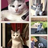 Foto del gato perdido en Anzin