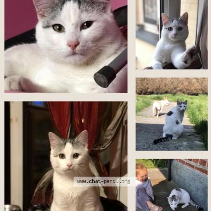 Foto 1/3 Moimoune Chat perdido en Anzin