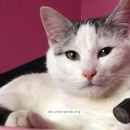 Foto 2/3 Moimoune Chat perdido en Anzin