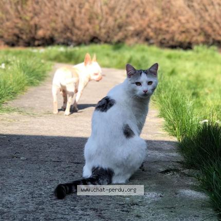 Foto 3/3 Moimoune Chat perdido en Anzin