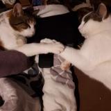 Foto del gato perdido en Mancieulles