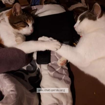 Foto 1/1 Gato encontrado Perdido en Mancieulles