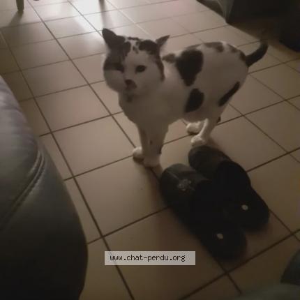 Foto 1/1 FRIPOUILLE Chat perdido en Pecquencourt