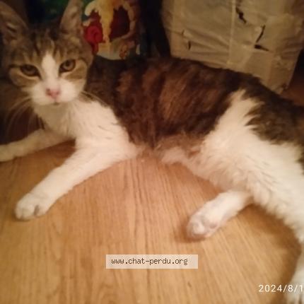 Foto 1/1 Gato encontrado Perdido en Saint ouen sur seine