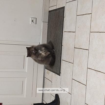 Foto 1/1 Bambina Chat perdido en Bu