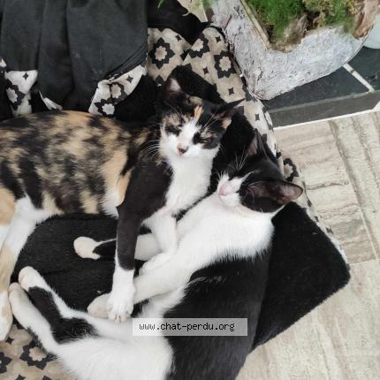 Foto 1/1 Poupée Chat perdido en Fontenay le comte