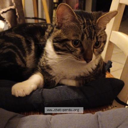 Foto 1/1 UPPY Chat perdido en Cheffois