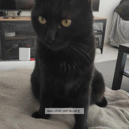 Foto 1/4 Narco surnom Néné Chat perdido en Monteux