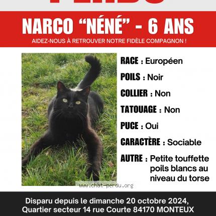 Foto 2/4 Narco surnom Néné Chat perdido en Monteux