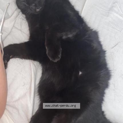 Foto 3/4 Narco surnom Néné Chat perdido en Monteux