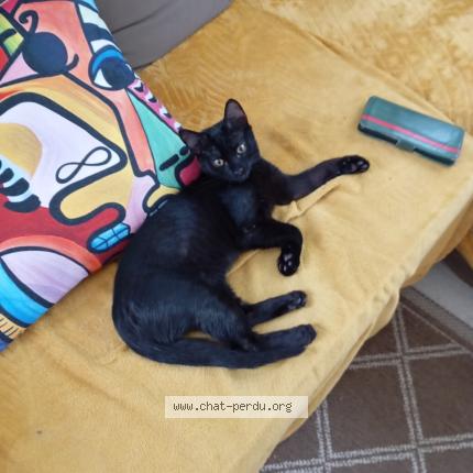 Foto 1/1 Gato encontrado Perdido en 29200 brest