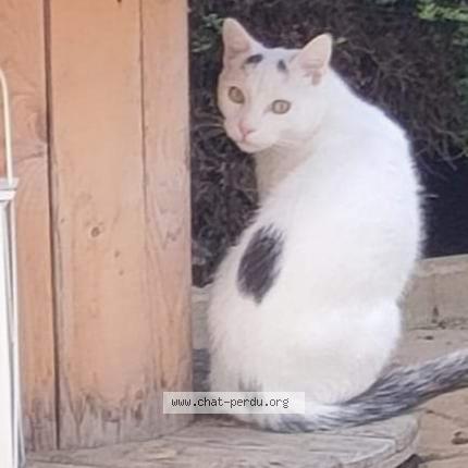 Foto 1/1 Snow Chat perdido en Le meux