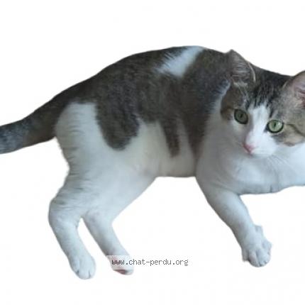 Foto 1/1 Shishwi Chat perdido en Arras