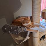 Foto del gato perdido en Longwy