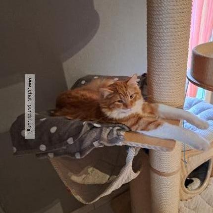 Foto 1/1 WHISKEY Chat perdido en Longwy