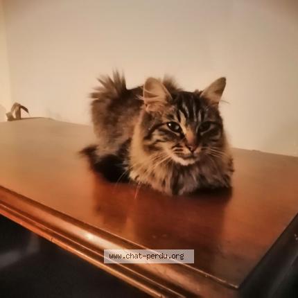 Foto 1/1 Pupuce Chat perdido en Eyzahut