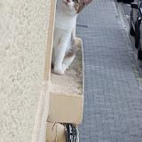 Foto del gato perdido en Lievin