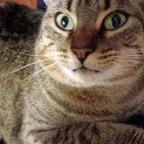 Foto del gato perdido en Panazol