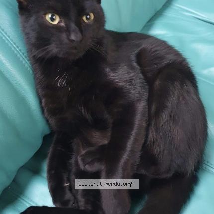 Foto 1/1 Cachou Chat perdido en Saulnieres