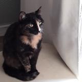 Foto del gato perdido en St Clement Les Places