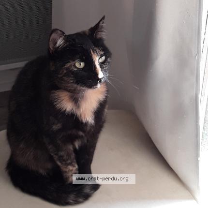 Foto 1/1 Iris Chat perdido en St clement les places