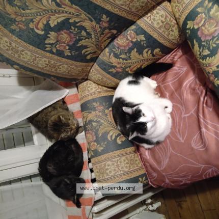 Foto 1/1 Fripouille Chat perdido en Gueret 23000