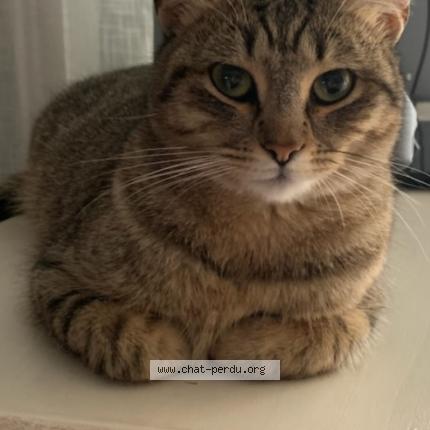 Foto 1/1 Harley Chat perdido en La bouilladisse