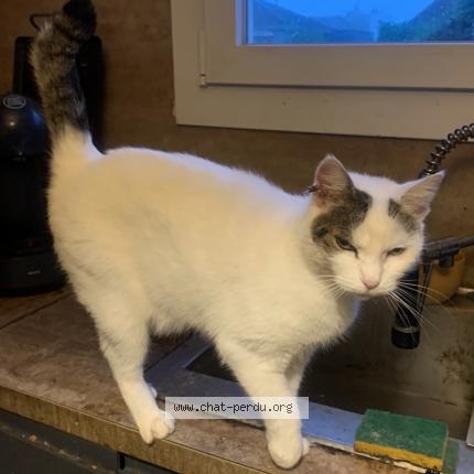 Foto 1/1 Blanca Chat perdido en Billere