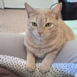 Foto del gato perdido en Le Havre