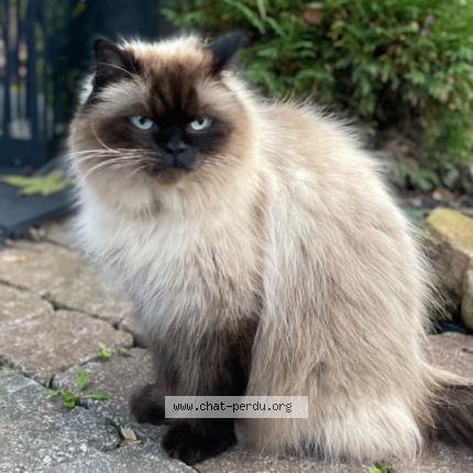 Foto 1/1 Jules Chat perdido en Notre dame de l ile perrot