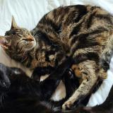 Foto del gato perdido en Dole