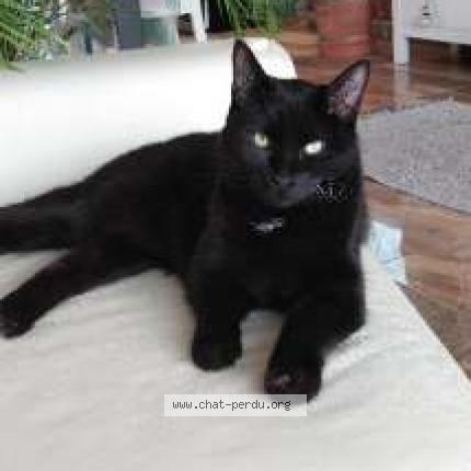 Foto 1/1 Vivaldi Chat perdido en St remy sur bussy