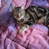 Foto del gato perdido en Saint Jacques De La Lande