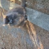 Foto del gato perdido en Saint Cyr Sur Mer 83270