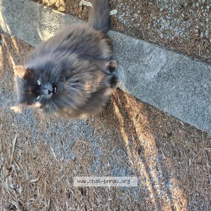 Foto 1/1 Grisette Chat perdido en Saint cyr sur mer 83270