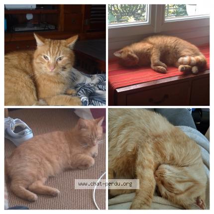 Foto 1/1 Rouky Chat perdido en Ris orangis