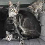 Foto del gato perdido en Anse